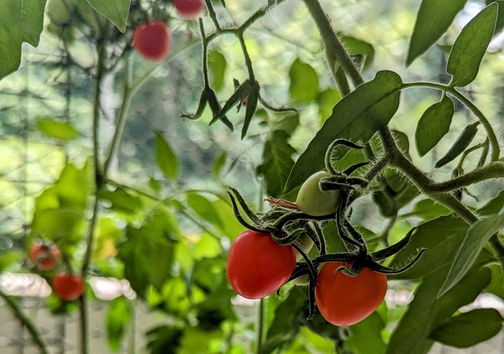 มะเขือเทศ